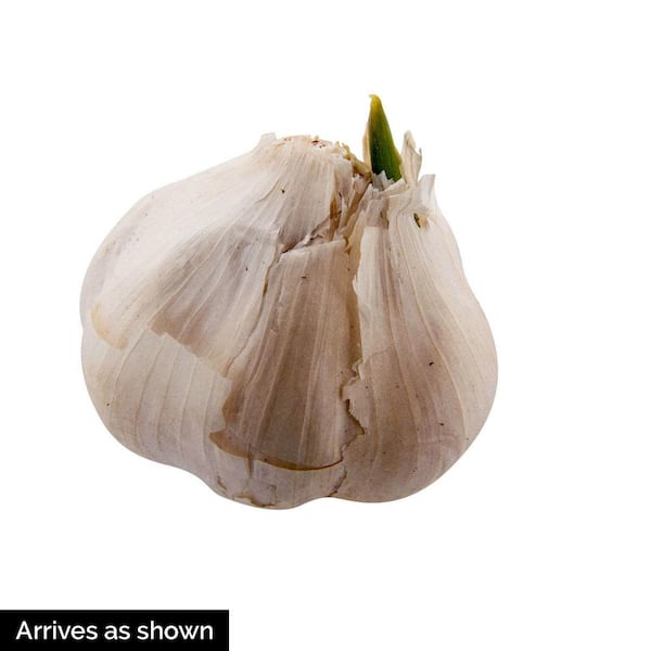 Gurney's Transylvanian Softneck Garlic Bulb Perennial Vegetable