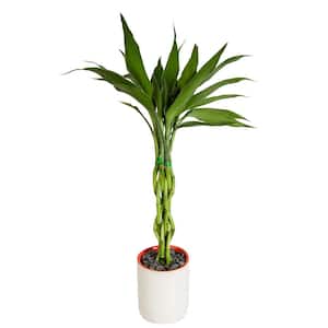 Small Lucky Bamboo Plant in Deco Pot