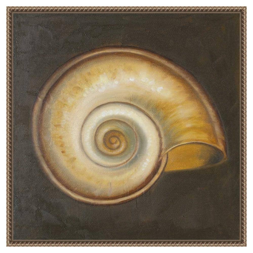 Patricia Pinto Nautical Seashell Canvas Framed Wall Art 22 x 22-in.