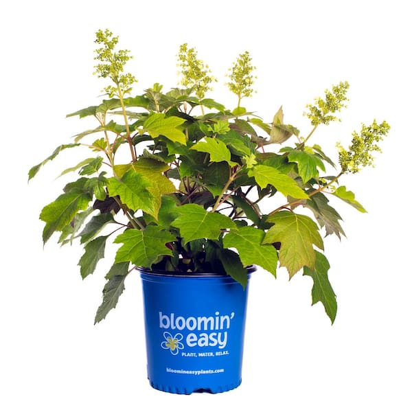 BLOOMIN' EASY 1 Gal. Toy Soldier Oakleaf Hydrangea (Quercifolia) Live Shrub, White and Green to Vermillion Red Flowers