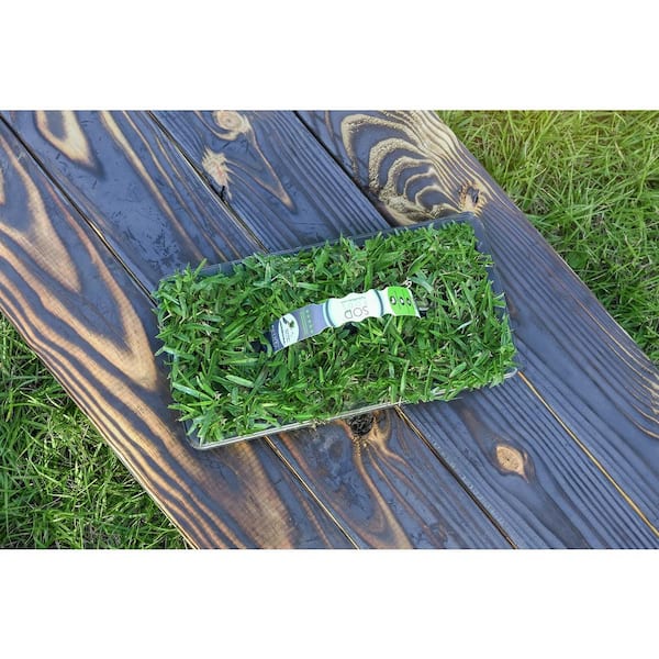 SodPods St. Augustine Provista 16-Pack