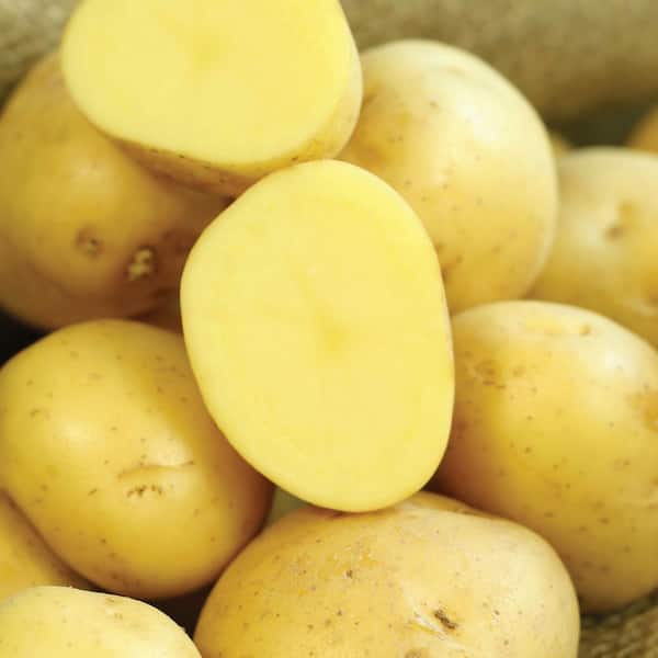 VAN ZYVERDEN Van Zyverden Potatoes Gold Rush Russet (Set of 12) Plant Bulbs