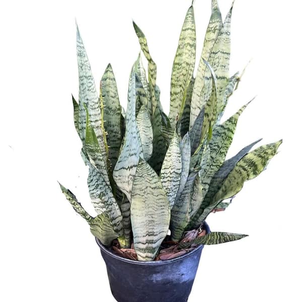 Snake Plant (Sansevieria) in 10 in. Black Nursery Pot