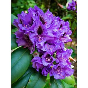 1 Gal. Florence Parks Rhododendron Shrub Unique Violet Flowers Bloom in Huge Globeshaped Bunches