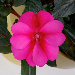 2.5 In. Compact Purple Candy SunPatiens Impatiens Outdoor Annual Plant with Purple Flowers in Grower's Pot (3-Pack)