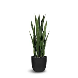 Botanical 3.1 ft. Green Sansevieria Cylindrica In Pot
