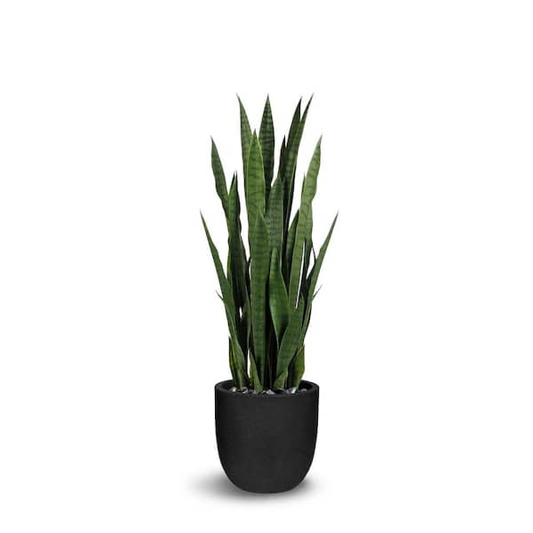 Unbranded Botanical 3.1 ft. Green Sansevieria Cylindrica In Pot