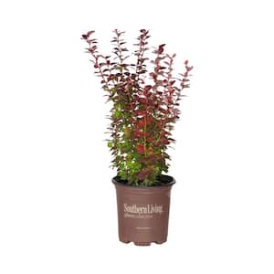 2.5 Qt. Orange Rocket Barberry, Live Deciduous Plant, Coral to Ruby Red Foliage
