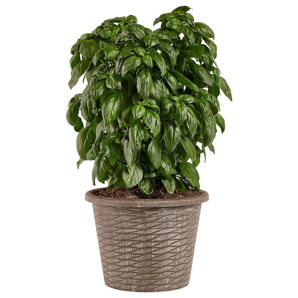 Emerald Towers Basil 8" Round