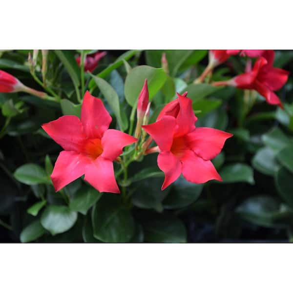 1.15 Gal. (#10) Hanging Basket Dipladenia Flowering Annual Shrub with Red Blooms