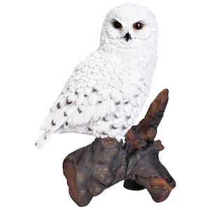 Snowy Owl on Stump