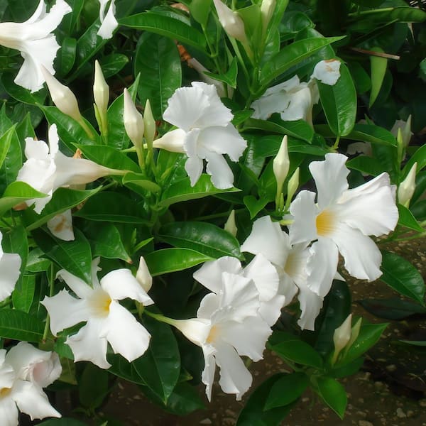 4 in. Mandevilla Plant with White Flowers (24-Pack)