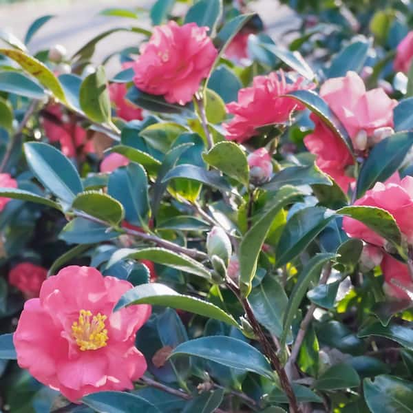 national PLANT NETWORK 1 Gal. Camellia Sasanqua October Magic
