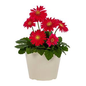 1 Gal. Gerbera Daisy in Decorative Planter Pink Annual Plant (1-Pack)