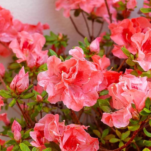 1 Gal. Fashion Azalea Shrub with Salmon Blooms and Green Foliage