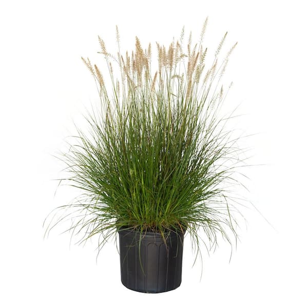 FLOWERWOOD 2.5 Gal - Hamelin Dwarf Fountain(Pennisetum)Grass, Live Plant