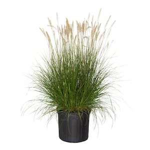 2.5 Gal - Hamelin Dwarf Fountain(Pennisetum)Grass, Live Plant