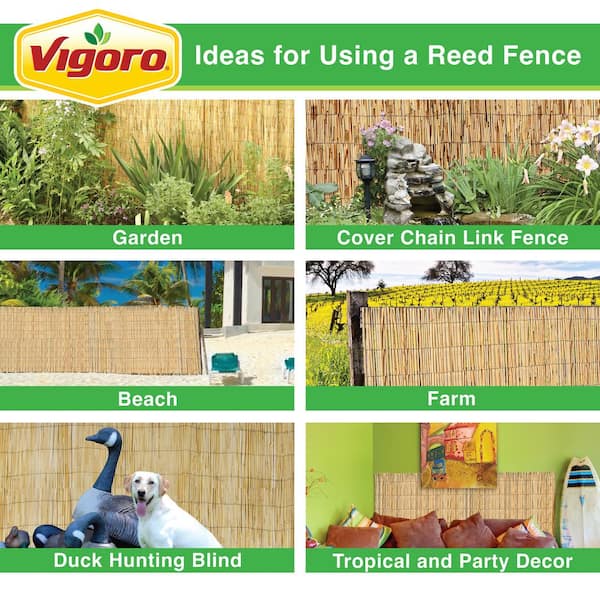 Vigoro 6 ft. H x 16 ft. W Natural Reed Fencing 4477412 - The Home Depot
