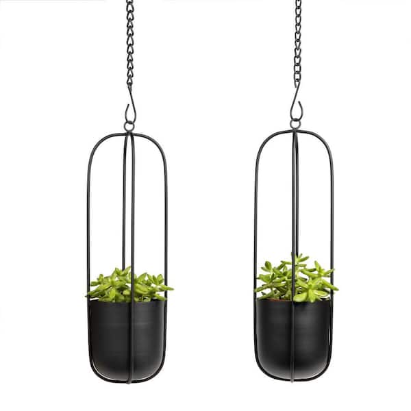 umbrella tree vs money tree PACHIRA MONEY TREE  Donna's Home Furnishings