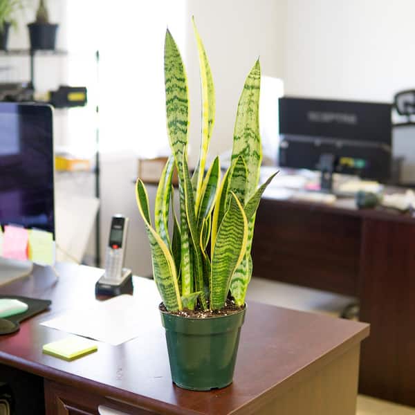 plants09.04.01 Perfect Plants 10 in. Snake Plant Sansevieria Laurentii