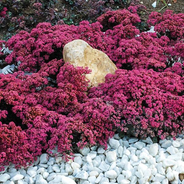 Spring Hill Nurseries 2.5 Qt. Dazzleberry Sedum, Live Perennial Plant, Red Flowers on Blue/Silver Foliage (1-Pack)