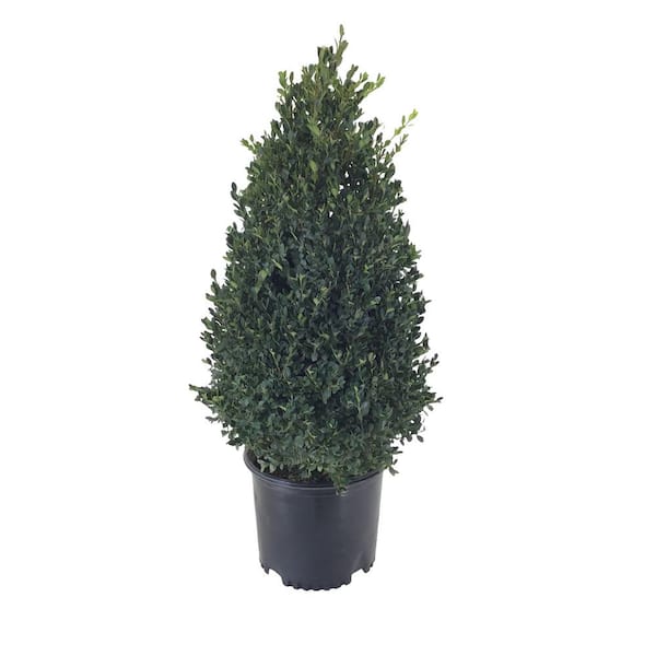 Unbranded 3 Gal. Boxwood (Buxus) Green Mountain Shrub