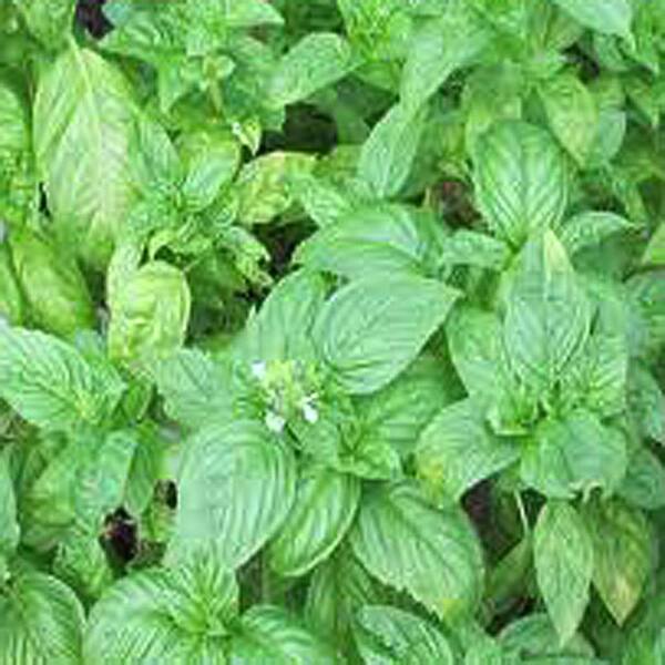 OnlinePlantCenter 3.5 in. Sweet Basil Culinary Herb Plant
