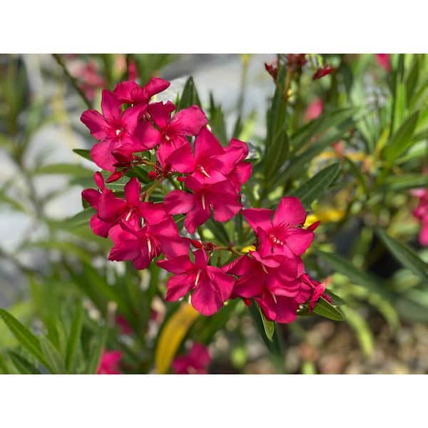 PROVEN WINNERS 1 Gal. Austin Pretty Limits Oleander (Nerium) Live Plant, Shrub, Pink Flowers