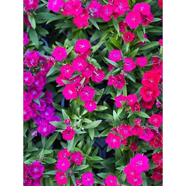 Pure Beauty Farms 1.38 Pt. Dianthus Ideal Select Violet in