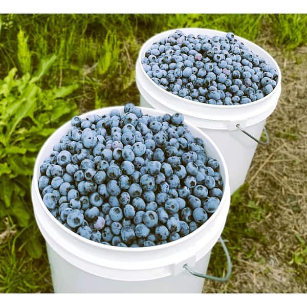 2.5 qt. Spartan Blueberry Live Plant with Extra Large Sweet and