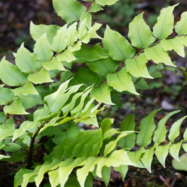 ALTMAN PLANTS 2 QT. Holly Fern (Cyrtomium Falcatum) Garden
