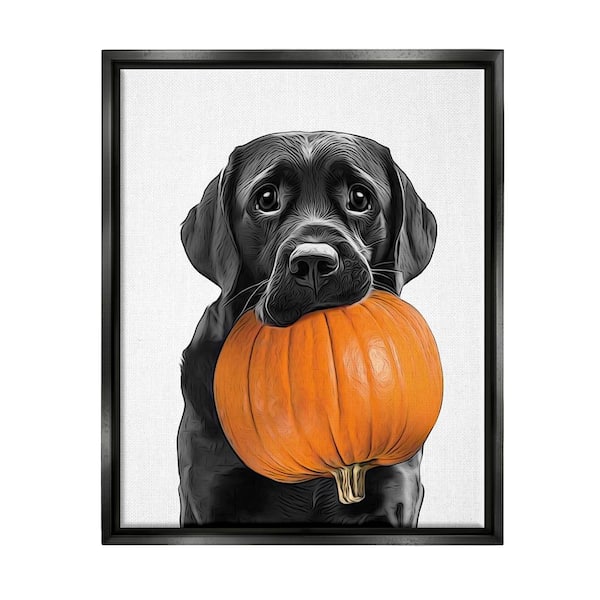 Stupell Industries Lab Dog with Pumpkin by Annalisa Latella 1-Piece Floater Frame Graphic Print Animal Poster Art Print 21 in. x 17 in.