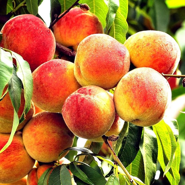 Unbranded 7 Gal. Tropic Beauty Peach Fruit Tree