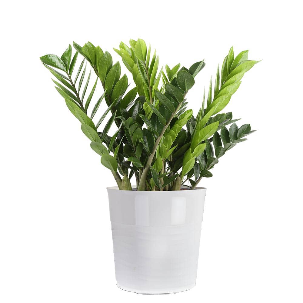 Vigoro Zz Plant (Zamioculcas Zamiifolia) Zamia 14 in. Grow Pot