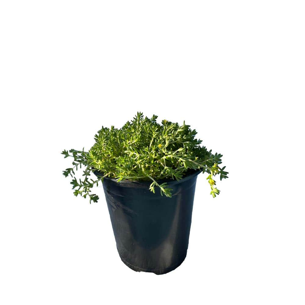 Zeus & Ruta Live Green Moss Sedum Planters in Separate in Pots Pet-Safe  (1-Pack) BG-15 - The Home Depot