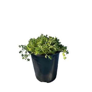 Live Green Moss Sedum Planters in Separate in Pots Pet-Safe (1-Pack)