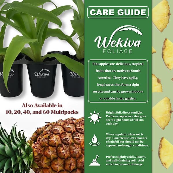 Wekiva Foliage Sugarloaf Pineapple Plant-3 Live Starter Plants in 2 Inch  Pots-Ananas Comosus-Edible Fruit Tree Patio and Garden SgrLoafPi3x2 - The  Home Depot