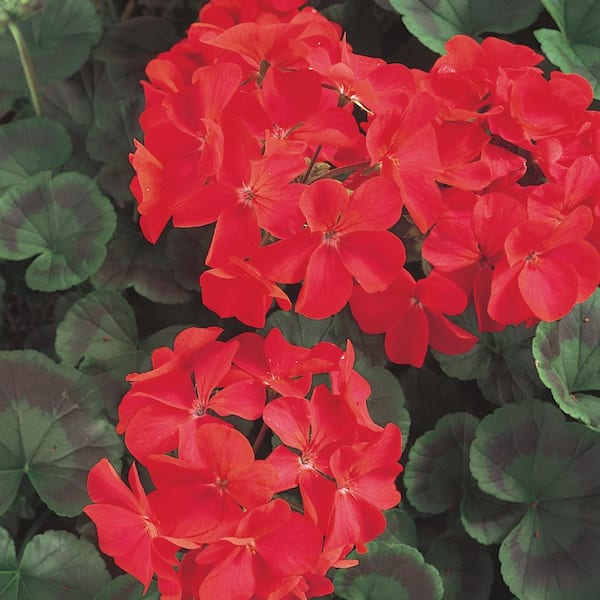 Unbranded 4 in. Red Geranium Plant