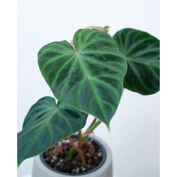 Wekiva Foliage 2 in. Philodendron Verrucosum - Ecuador
