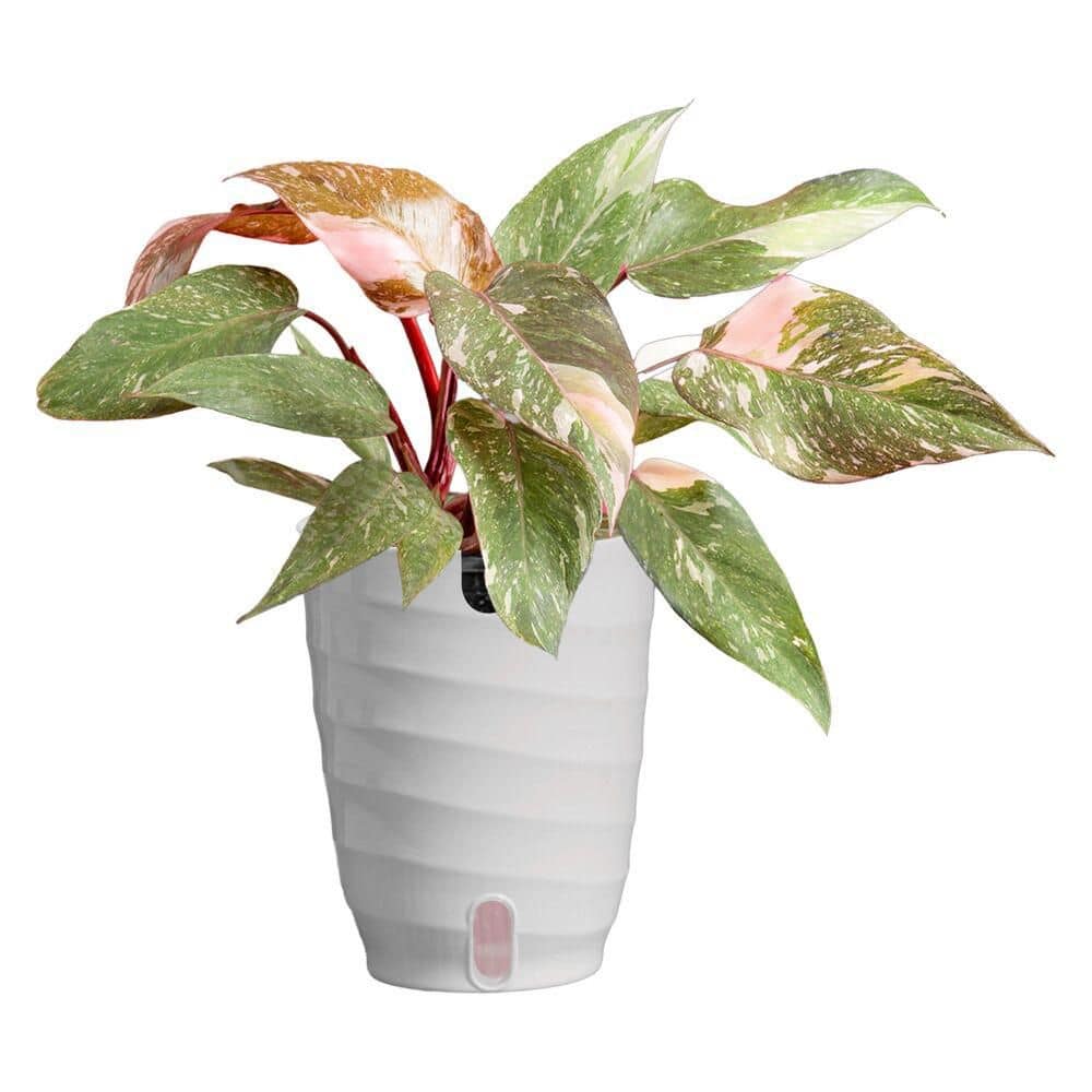 vigoro-house-plants-sl00047768