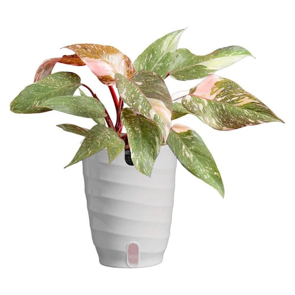 6in Philodendron Pink Princess Foliage in a Deco Pot