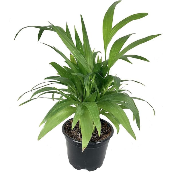 Wekiva Foliage Bamboo Palm-5 Live Plants in 4 in. Growers Pots-Chamaedorea Seifrizii-Extremely Rare Palms from Florida
