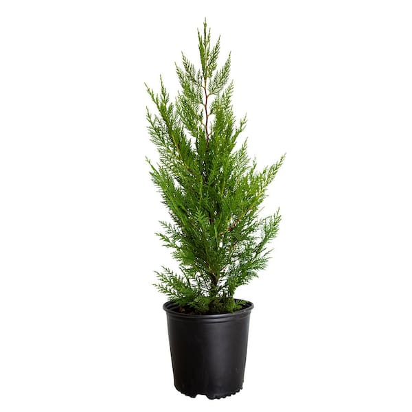 7 Gal. Leyland Cypress, Live Evergreen Shrub, Rich Green Foliage
