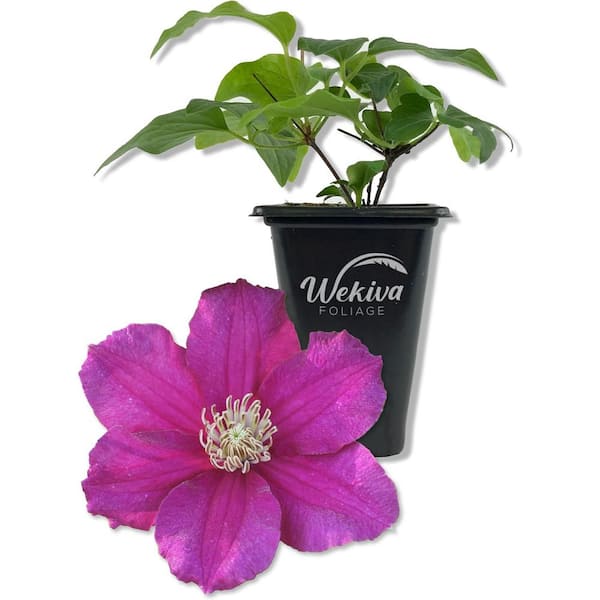 Wekiva Foliage Clematis Cardinal Wyzynski-Live Starter Plant in a 2 Inch Growers Pot-Starter Plants-Rare Clematis