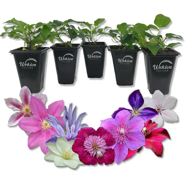 Wekiva Foliage Clematis Variety Pack-5 Live Starter Plants in 2 Inch Pots-Grower's Choice-Beautiful Flowering Vines from Florida