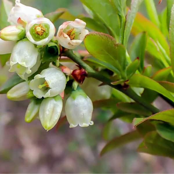 fertilizer for green plants Professional Liquid Gardenia Plant Fertilizer | 3-1-2 Concentrate for  Flowering Plants