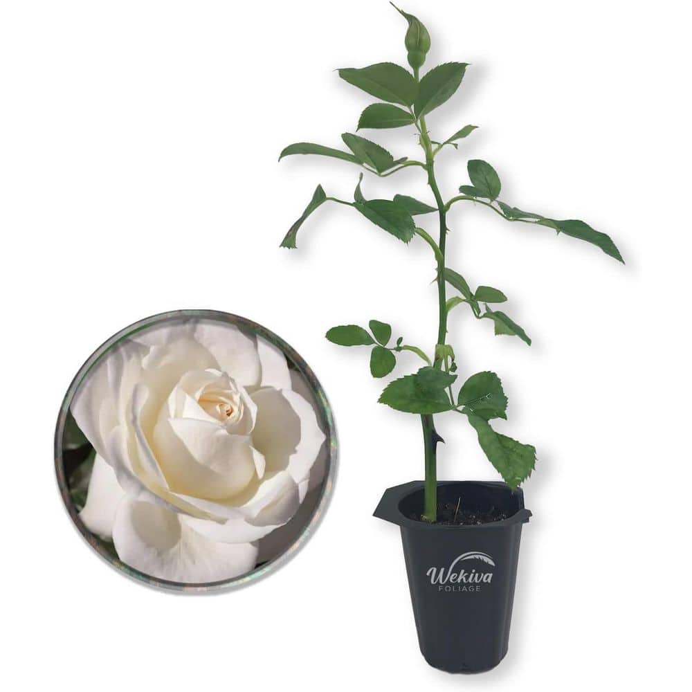 Moondance Rose Bush-Live Starter Plant in a 2 Inch Growers Pot-Beautifully Fragrant Floribunda Rose price history on PriceWatchPro