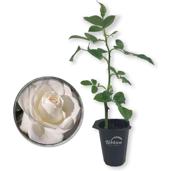 Wekiva Foliage Moondance Rose Bush-Live Starter Plant in a 2 Inch Growers Pot-Beautifully Fragrant Floribunda Rose