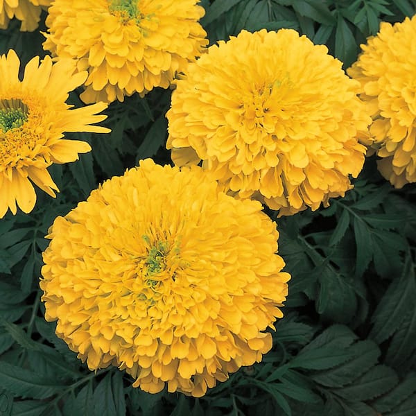 Unbranded 6 in. Large African Yellow Marigold Plant