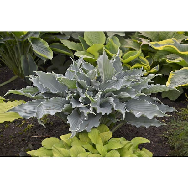 0.65 Gal. Shadowland Waterslide (Hosta) Live Plant, Blue Foliage